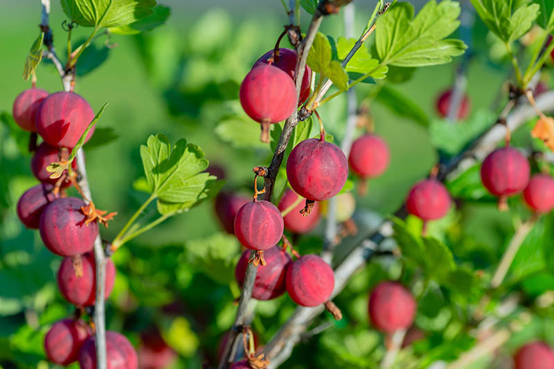 Gooseberry Bush Care: Tips for a Healthy Harvest